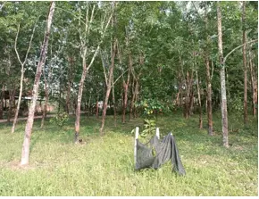 ที่ดินโฉนดเลขที่ 4862 เลขที่ดิน 46 ตำบลหนองเติ่น อำเภอบุ่งคล้า จังหวัดบึงกาฬ  เนื้อที่ประมาณ 1 ไร่ 1 งาน 99 ตารางวา