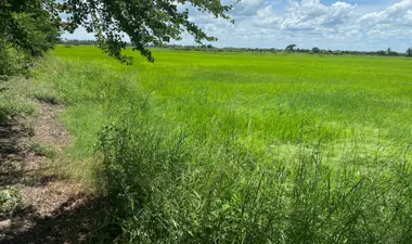 ที่ดินโฉนดเลขที่ 7417 เลขที่ดิน 68 ตำบลทับตีเหล็ก อำเภอเมืองสุพรรณบุรี จังหวัดสุพรรณบุรี เนื้อที่ประมาณ 10 ไร่ 76 ตารางวา